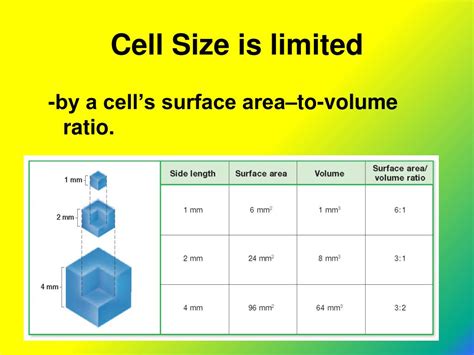 PPT - Chapter 4 CELLS Accelerated Biology PowerPoint Presentation, free download - ID:1593786