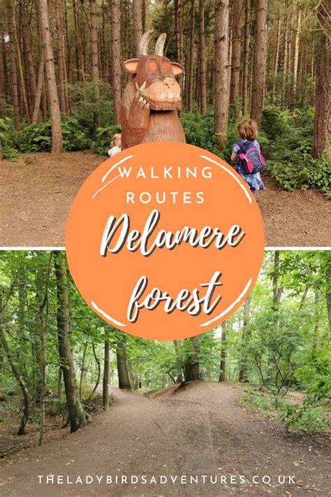 Everything you need to know about Delamere forest walks