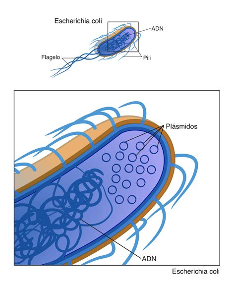 Plásmido | NHGRI