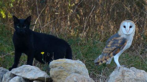 Cat and Owl are Best Friends - A Must Watch Video | PetCareRx