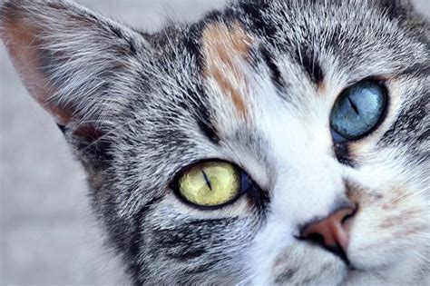 Sisyrinchium (Ojos Azules) cat breed description, the characteristics, appearance, history ...