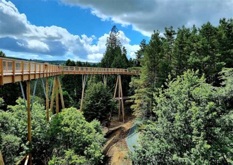 Treetop Walk | Beyond the Trees Avondale | County Wicklow