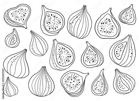 Hand drawn vector figs illustration. Isolated black linework figs ...