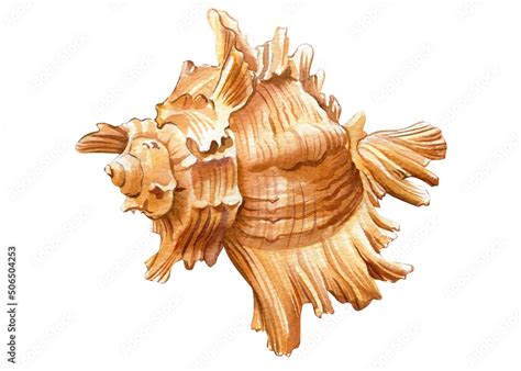 Sea shell on isolated white background, shell hand painted watercolor ...