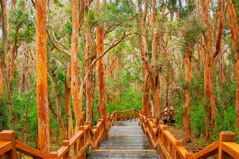 Nahuel Huapi Lake Cruise With Victoria Island And Arrayan Forest Walk