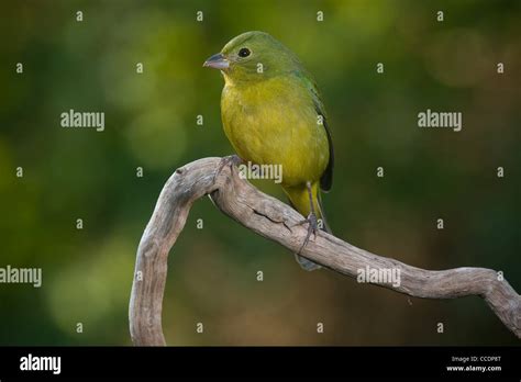 Green painted bunting in Florida Stock Photo - Alamy