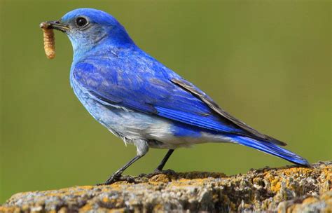 Mountain Bluebird male feeding his hungry brood - FeederWatch