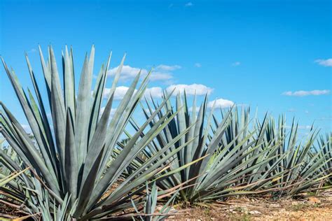 Agave Plant Care – Tips for Growing Agave Indoors – Gardendi