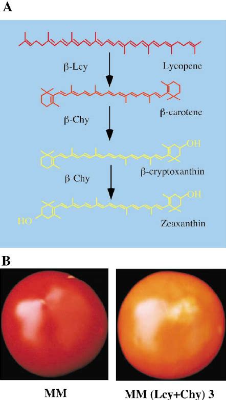 A: Biosynthesis of zeaxanthin from lycopene. b- and e- Lcy = lycopene L ...