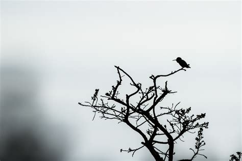 Branch Birds Wallpaper (68+ images)