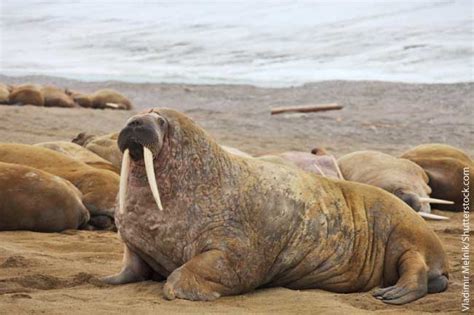 Walrus Facts For Kids: Information, Pictures, Video & More