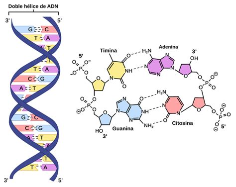 Estructura del ADN - Labster