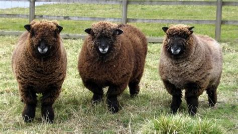 Selecting breeding stock - ewes - The Accidental Smallholder