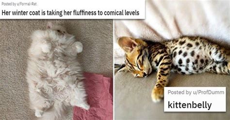 Forbidden Bellies Of Floof (Cat Bellies) in 2021 | Cheezburger cat ...