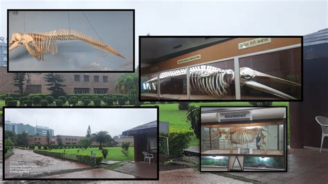 Regional Museum of Natural History, Bhubaneswar|| Explore Bhubaneswar ...