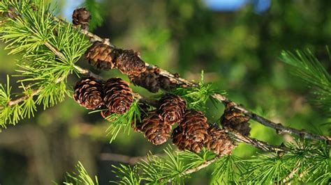 Larch - An Evergreen Wild Tree