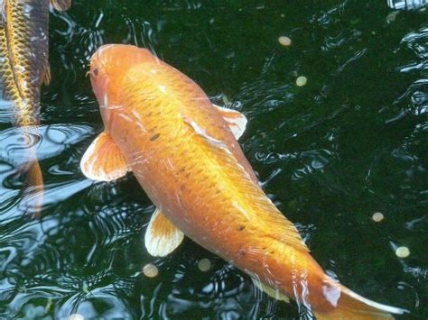 Gambar Morfologi Anatomi Klasifikasi Ikan Mas Cyprinus Carpio Sikpas ...