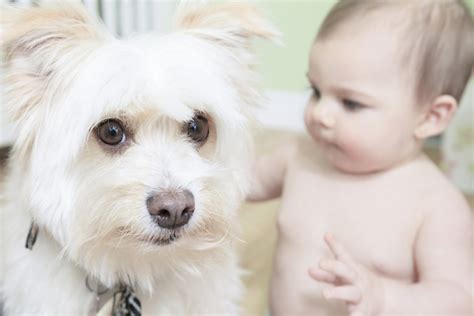 20 Tips for Introducing Babies and Dogs