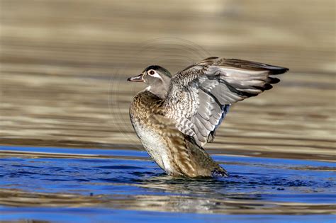 Debs Creative Images | Happy Flappy - Female Wood Duck