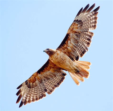 Red Hawk flying _MG_1378 - a photo on Flickriver