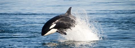 Orca (Killer Whale): Species in World Land Trust reserves