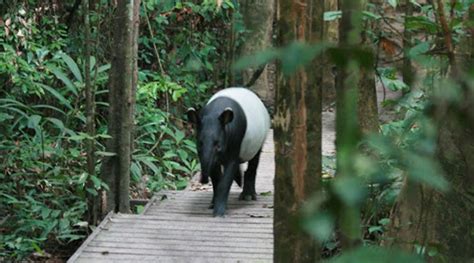 7 Malaysia National Parks (Taman Negara) | Breathtaking Natural Places