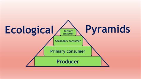 lecture 05 Ecological Pyramids - YouTube