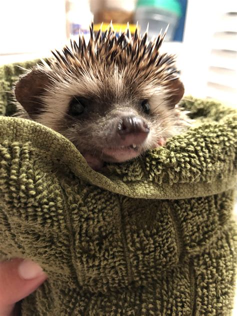 Sweet baby after a bath today. : r/Hedgehog