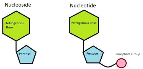 Difference Between Nucleotide And Nucleoside With Examples - Viva ...