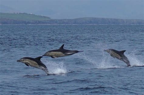 Dingle Dolphin Eco Tour - Co Kerry, Ireland | Dingle Boat Tours