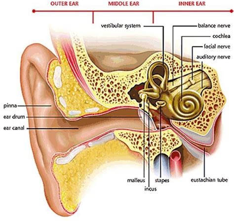 Auditory Nerve Diagram