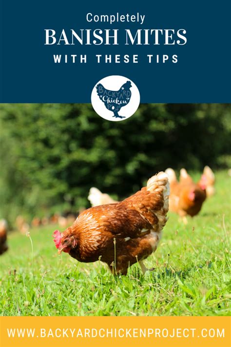 How to Banish Chicken Mites Forever – Backyard Chicken Project