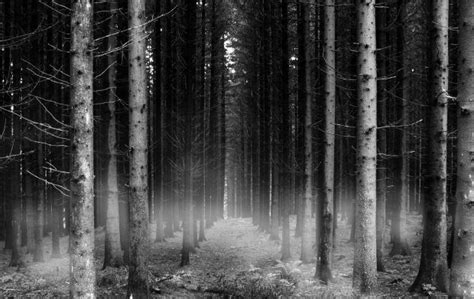 Black And White Forest Wallpaper | liewmeileng