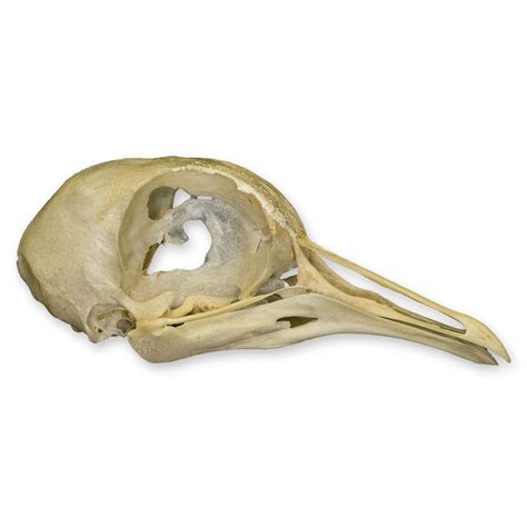 Real Pigeon Skull For Sale – Skulls Unlimited International, Inc.