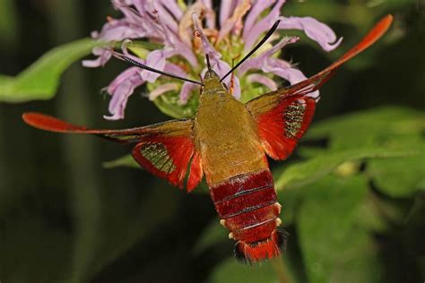 Hummingbird Moth Facts: Moths That Look (And Sound) Like Hummingbirds!