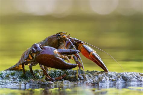 What's the Difference Between Crayfish and Lobster? - American Oceans