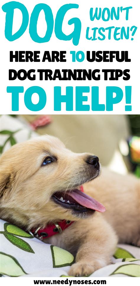 Dog Won't Listen? Here Are 10 Useful Dog Training Tips To Help! | Dog training, Dog training ...