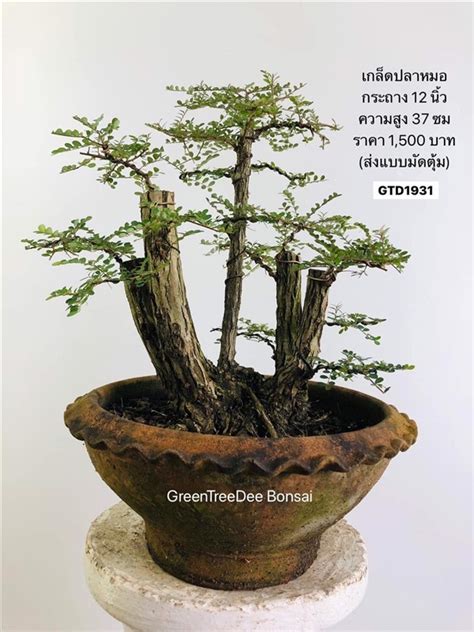 โพธิ์ Sacred Fig Tree โดย Greentreedee bonsai