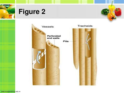 Tracheid and vessel elements