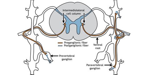 Paravertebral Ganglia