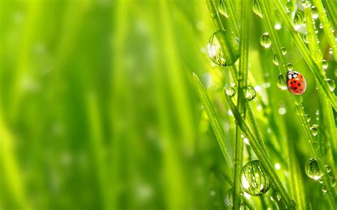 HD Grass Wallpapers | Download Free - 822762