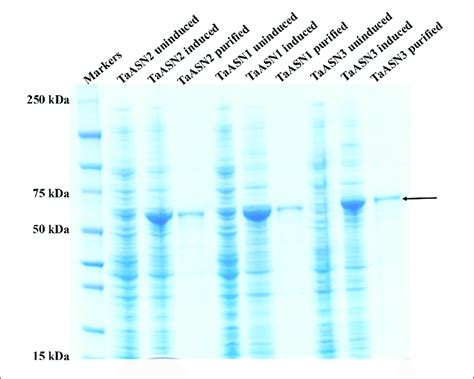 | SDS-polyacrylamide gel electrophoresis of extracts of E. coli cells... | Download Scientific ...