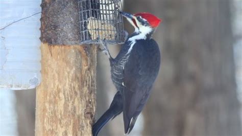 Pileated Woodpecker Feeder Stock Footage Video (100% Royalty-free ...