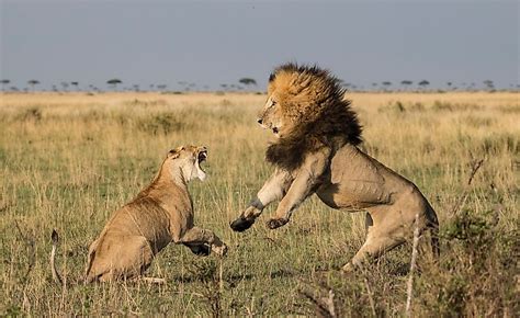 Where Do Lions Live? - WorldAtlas