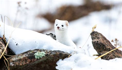 Fun Stoat Winter Coat Facts For Kids | Kidadl