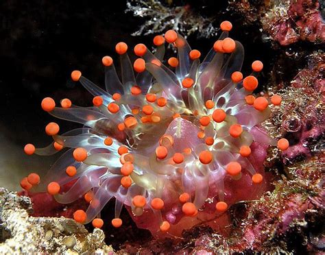 Coral reef anemone | Underwater Adventure | Pinterest | Beautiful, Chang'e 3 and Heart