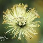 Iceland Poppy | Floating Petals Wednesday's Flower