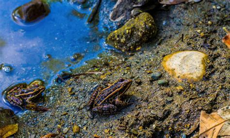 Poisonous Frogs in Texas: How to ID and Avoid Them - A-Z Animals