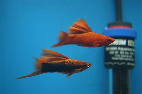 Swordtail Projects - Breeding, Showing, and Selling Quality Bettas & More