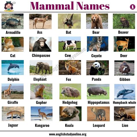 List of Animals: 1300+ Animal Names Around the World - English Study Online